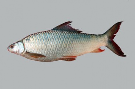 MRIGAL FISH 4kg Up