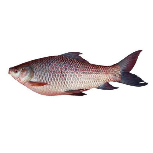 ROHU FISH 4kg up